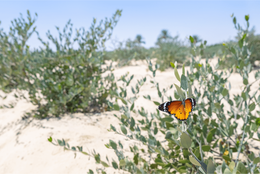 エジプトホホバ農園
